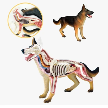 Živali Organ Anatomija Model 4D Pasje Inteligence Zbiranje Igrač za Poučevanje Anatomije Model DIY poljudnoznanstvene Aparati